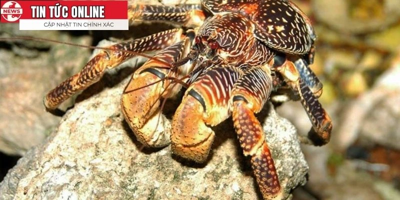 Hãy đưa vào thực đơn hàng ngày để thưởng thức hương vị đậm đà