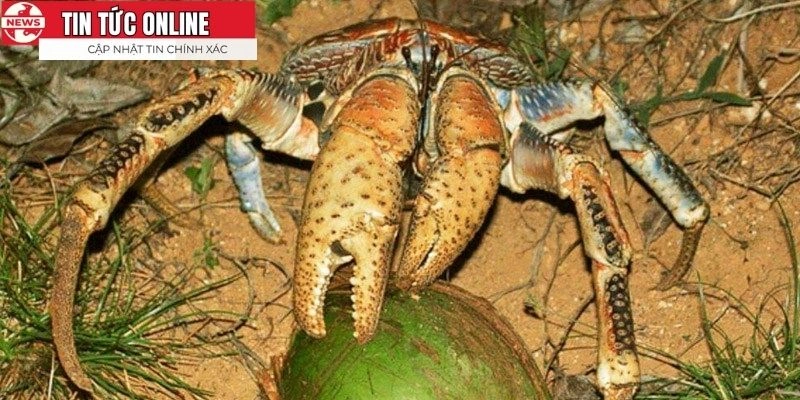 Có nhiều cách chế biến để mang lại những món ăn vô cùng ngon miệng
