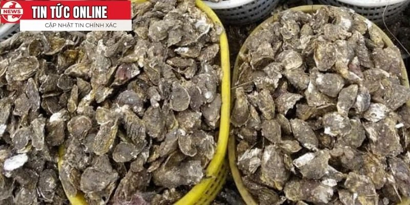 Món ngon bổ dưỡng từ biển cả mà mọi người nên thử