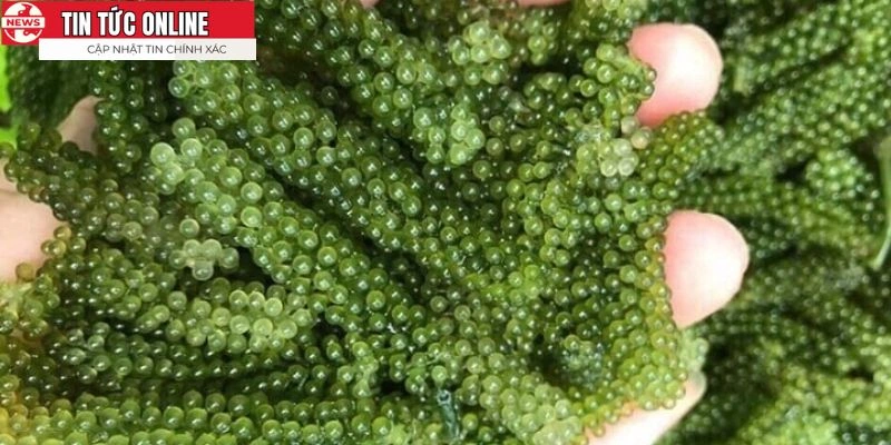 Tính năng vượt trội không thể bỏ qua của rong nho